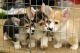 Pembroke Welsh Corgi Puppies for sale in New York, New York. price: $400