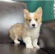 Pembroke Welsh Corgi Puppies for sale in New York City, New York. price: $400