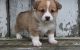 Pembroke Welsh Corgi Puppies for sale in Los Angeles, California. price: $400