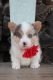 Pembroke Welsh Corgi Puppies for sale in Boston, Massachusetts. price: $550