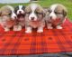 Pembroke Welsh Corgi Puppies for sale in Montgomery, Alabama. price: $950