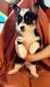 Pembroke Welsh Corgi Puppies for sale in El Paso, Texas. price: $544