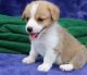 Pembroke Welsh Corgi Puppies for sale in Montgomery, Alabama. price: $500