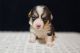 Pembroke Welsh Corgi Puppies for sale in Birmingham, Alabama. price: NA