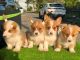 Pembroke Welsh Corgi Puppies for sale in Susanville, California. price: $1,500
