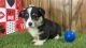 Pembroke Welsh Corgi Puppies for sale in Garfield, Arkansas. price: NA