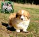 Pembroke Welsh Corgi Puppies for sale in Taylorsville, North Carolina. price: $1,800