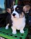 Pembroke Welsh Corgi Puppies for sale in New Orleans, Louisiana. price: $400
