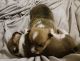 Pembroke Welsh Corgi Puppies for sale in Quinton, VA, USA. price: NA