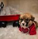 Pembroke Welsh Corgi Puppies for sale in Easley, South Carolina. price: $1,500