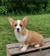 Pembroke Welsh Corgi Puppies for sale in Auburn, New South Wales. price: $1,000