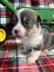 Pembroke Welsh Corgi Puppies for sale in Virgilina, Virginia. price: $2,500