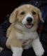 Pembroke Welsh Corgi Puppies for sale in Parkes, New South Wales. price: $3,000