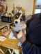 Pembroke Welsh Corgi Puppies for sale in Nanjemoy, MD 20662, USA. price: $800