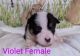 Pembroke Welsh Corgi Puppies for sale in Hammond, Louisiana. price: $800
