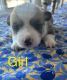 Pembroke Welsh Corgi Puppies for sale in Fargo, ND, USA. price: $800