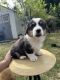Pembroke Welsh Corgi Puppies for sale in Augusta, Georgia. price: $1,000