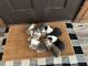 Pembroke Welsh Corgi Puppies for sale in Grant, Nebraska. price: $800