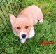 Pembroke Welsh Corgi Puppies for sale in Beulaville, NC 28518, USA. price: $850