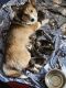 Pembroke Welsh Corgi Puppies for sale in Cottage Grove, MN 55016, USA. price: $700