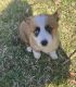 Pembroke Welsh Corgi Puppies for sale in North Little Rock, Arkansas. price: $1,200