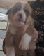Pembroke Welsh Corgi Puppies for sale in Pulaski, New York. price: $500