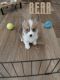 Pembroke Welsh Corgi Puppies for sale in Orlando, Florida. price: $500
