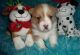 Pembroke Welsh Corgi Puppies for sale in Dallas City, IL 62330, USA. price: NA