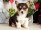 Pembroke Welsh Corgi Puppies for sale in Bridgeport, CT, USA. price: NA