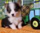 Pembroke Welsh Corgi Puppies for sale in Anthony, FL, USA. price: NA