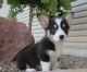 Pembroke Welsh Corgi Puppies for sale in Rochester, NY, USA. price: $500