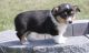 Pembroke Welsh Corgi Puppies for sale in Waterbury, CT, USA. price: NA