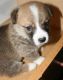 Pembroke Welsh Corgi Puppies for sale in Yeagertown, PA 17099, USA. price: NA