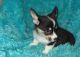 Pembroke Welsh Corgi Puppies for sale in Almont, CO 81230, USA. price: NA