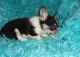 Pembroke Welsh Corgi Puppies for sale in Abbeville, AL 36310, USA. price: NA