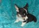 Pembroke Welsh Corgi Puppies for sale in Australian Capital Territory, Australia. price: $500
