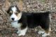 Pembroke Welsh Corgi Puppies for sale in Peoria, AZ, USA. price: NA