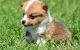 Pembroke Welsh Corgi Puppies for sale in Little Rock, AR, USA. price: NA
