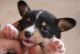 Pembroke Welsh Corgi Puppies for sale in Arvada, CO, USA. price: NA