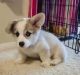 Pembroke Welsh Corgi Puppies for sale in Chattanooga, TN, USA. price: NA