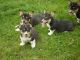 Pembroke Welsh Corgi Puppies for sale in Honolulu, HI, USA. price: NA