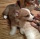 Pembroke Welsh Corgi Puppies for sale in Mitchellville, MD, USA. price: NA