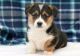 Pembroke Welsh Corgi Puppies for sale in Boston, MA, USA. price: NA