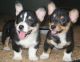 Pembroke Welsh Corgi Puppies for sale in Helena, MT, USA. price: NA