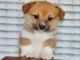 Pembroke Welsh Corgi Puppies for sale in Nashville, TN, USA. price: NA