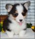 Pembroke Welsh Corgi Puppies for sale in Fresno, CA, USA. price: NA