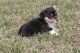 Pembroke Welsh Corgi Puppies for sale in Albert City, IA 50510, USA. price: $500