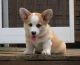 Pembroke Welsh Corgi Puppies for sale in Carrolltown, PA, USA. price: NA