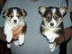 Pembroke Welsh Corgi Puppies for sale in Phoenix, AZ, USA. price: NA