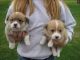 Pembroke Welsh Corgi Puppies for sale in Oklahoma City, OK, USA. price: NA